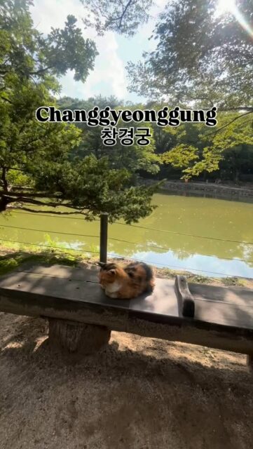 Changgyeonggung : Un palais entre histoire et résilience

Construit en 1483 par le roi Seongjong pour accueillir les reines douairières, le palais de Changgyeonggung est un joyau de la dynastie Joseon . Unique car orienté à l’est, il servait principalement d’espace de vie pour la famille royale . Son hall principal, Myeongjeongjeon, est le plus ancien hall d’apparat royal encore debout, datant de 1616 . Un chapitre douloureux de son histoire est la période de l’occupation japonaise, lorsque le site fut transformé en zoo et en jardin botanique, et rebaptisé “Changgyeongwon” . Ce n’est qu’à partir de 1983 que d’importants travaux de restauration lui ont rendu sa splendeur et son nom d’origine . Aujourd’hui, le palais est également réputé pour ses visites nocturnes, offrant un spectacle poétique avec son jardin et sa serre illuminés .

#HistoireCoréenne #PalaisJoseon #Changgyeonggung #Seoul #Patrimoine